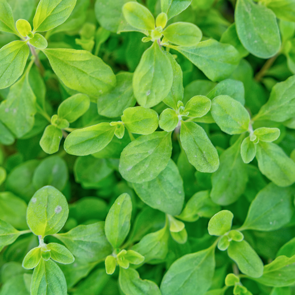 Oregano Leaf