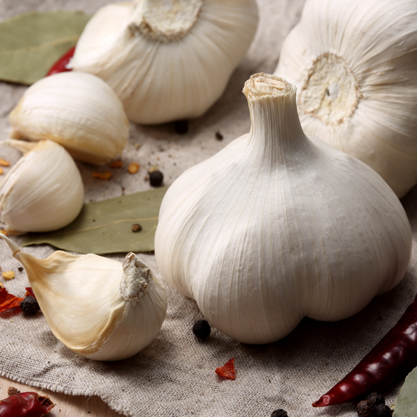 Garlic Bulb