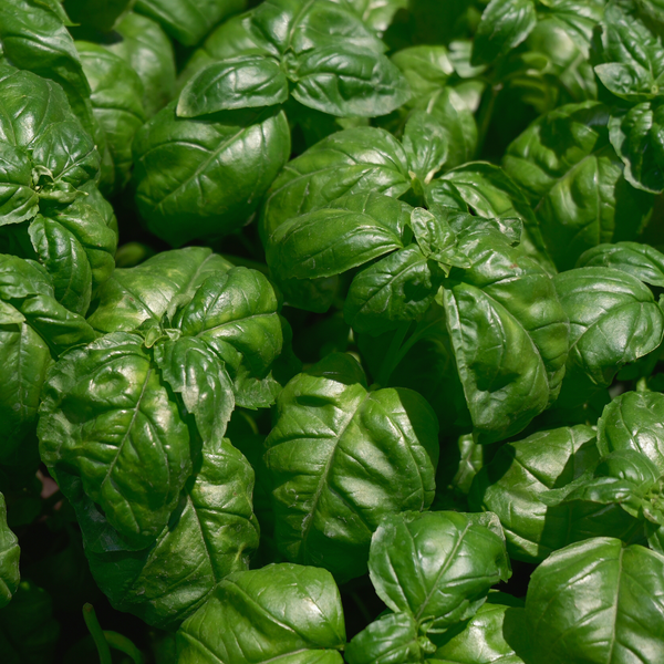 Basil Leaf